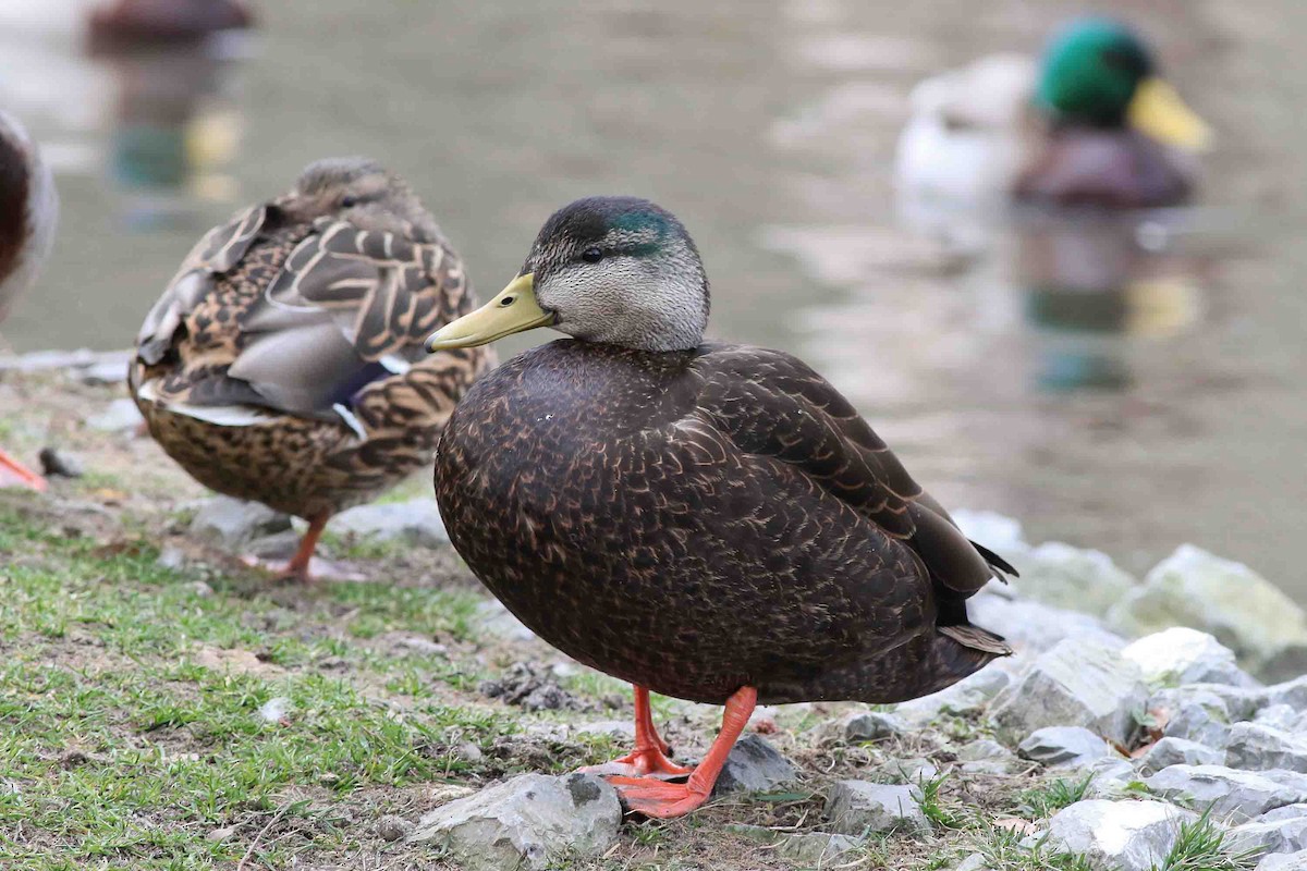 American Black Duck - Michael O'Brien