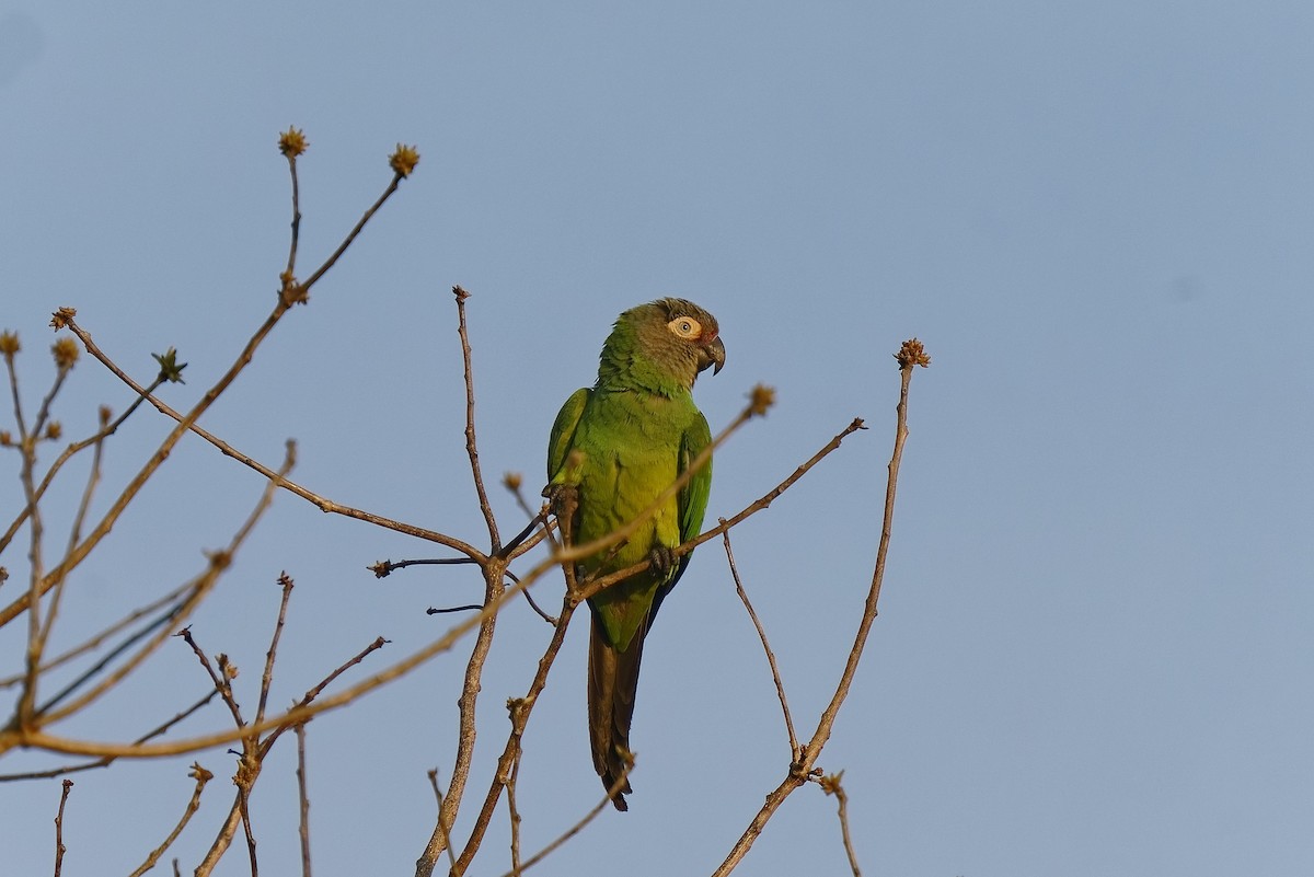 aratinga tmavohlavý - ML475946331