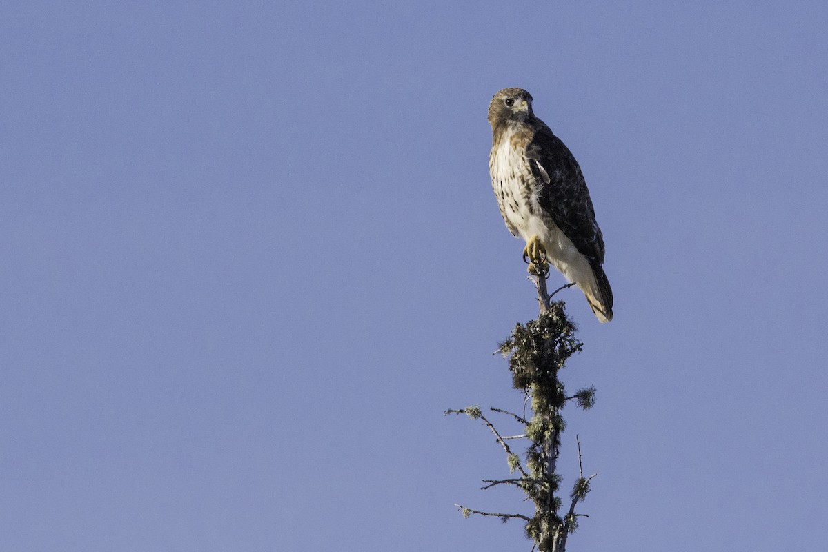 Red-tailed Hawk - Louis Brodeur