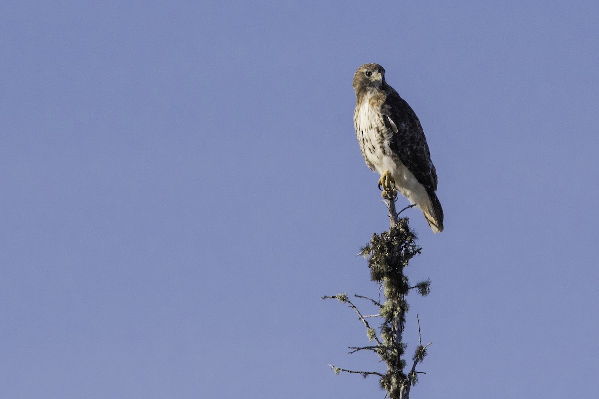 Rotschwanzbussard - ML475946531