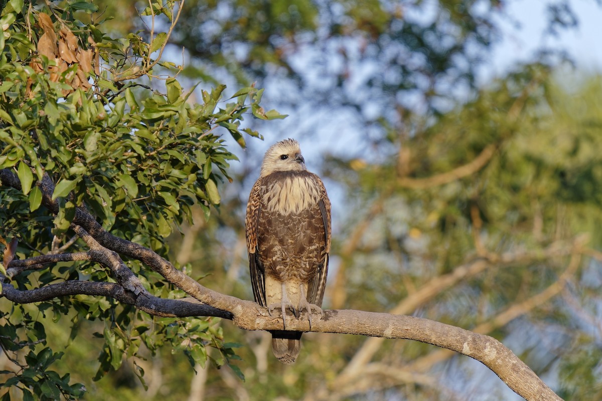 Black-collared Hawk - Holger Teichmann