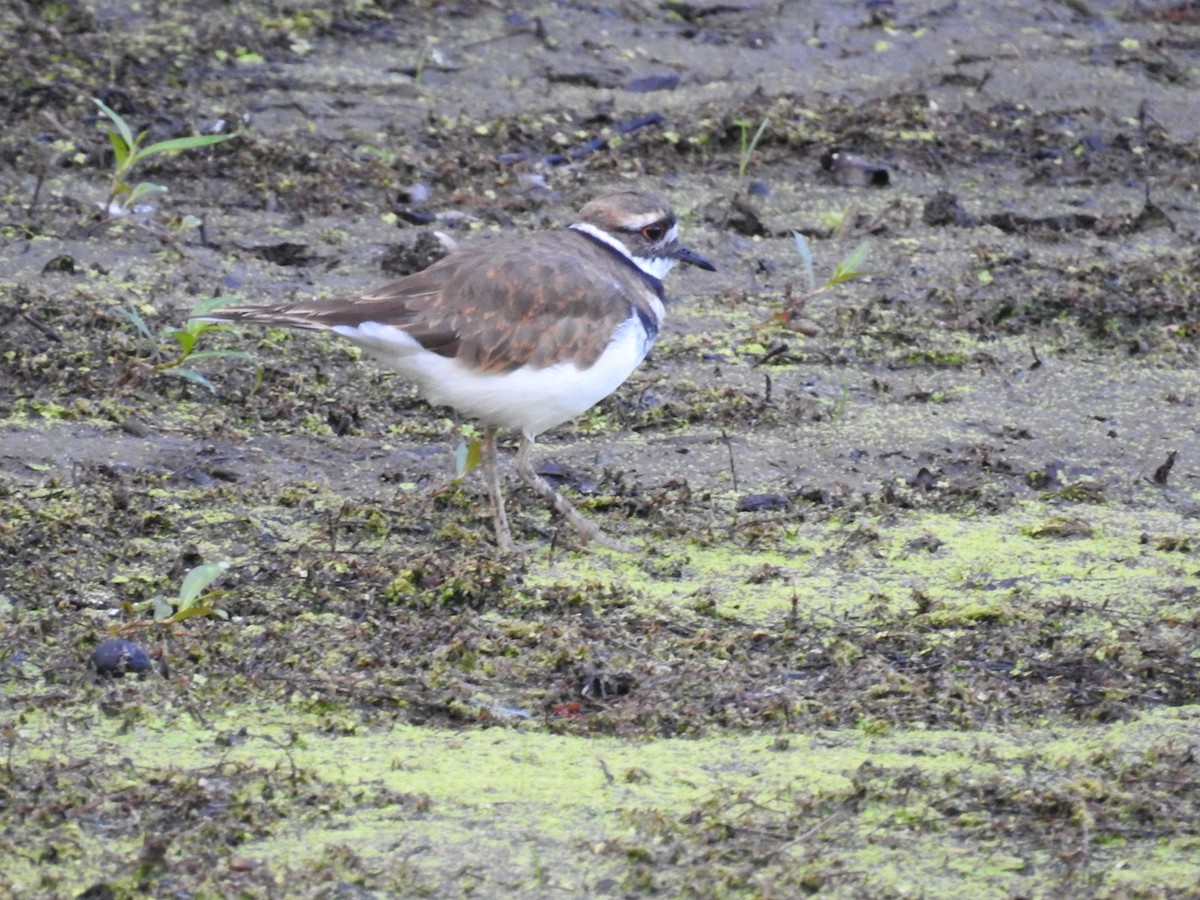 Killdeer - ML475947001