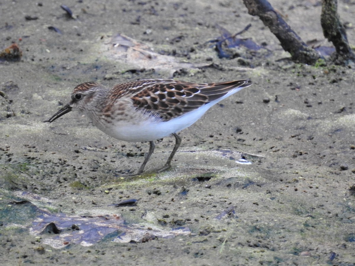 pygmésnipe - ML475947051