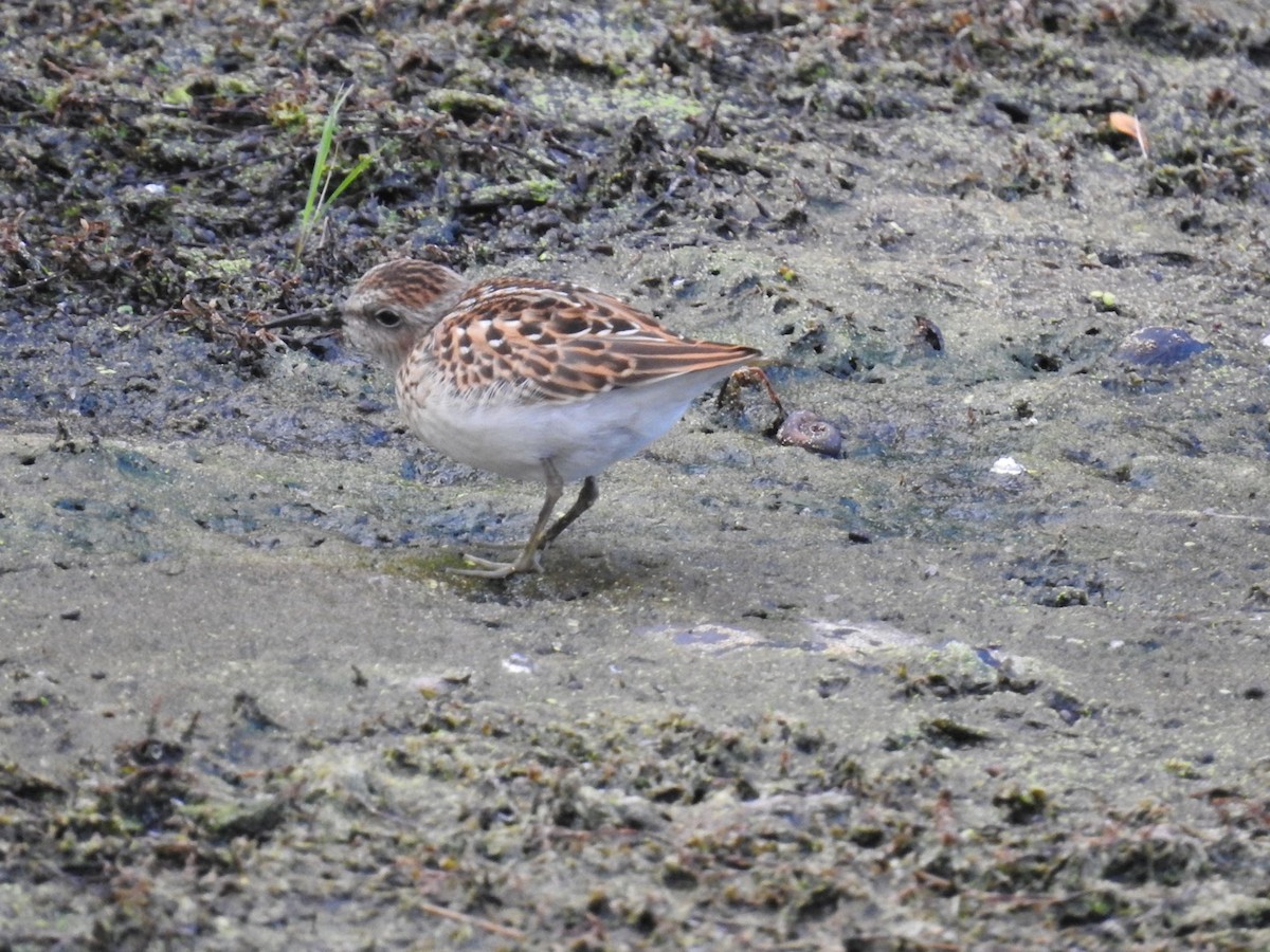 Least Sandpiper - ML475947061