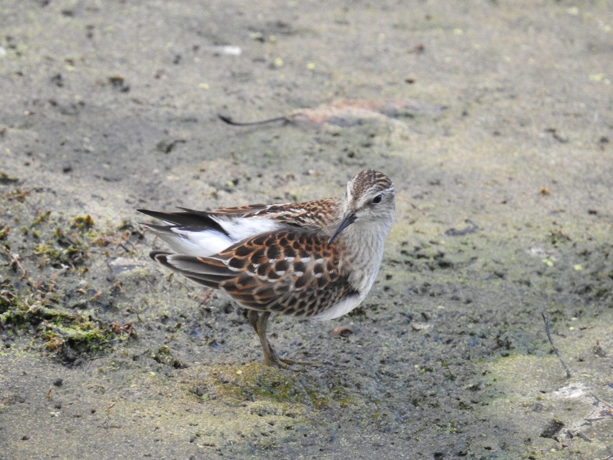 Least Sandpiper - ML475947081