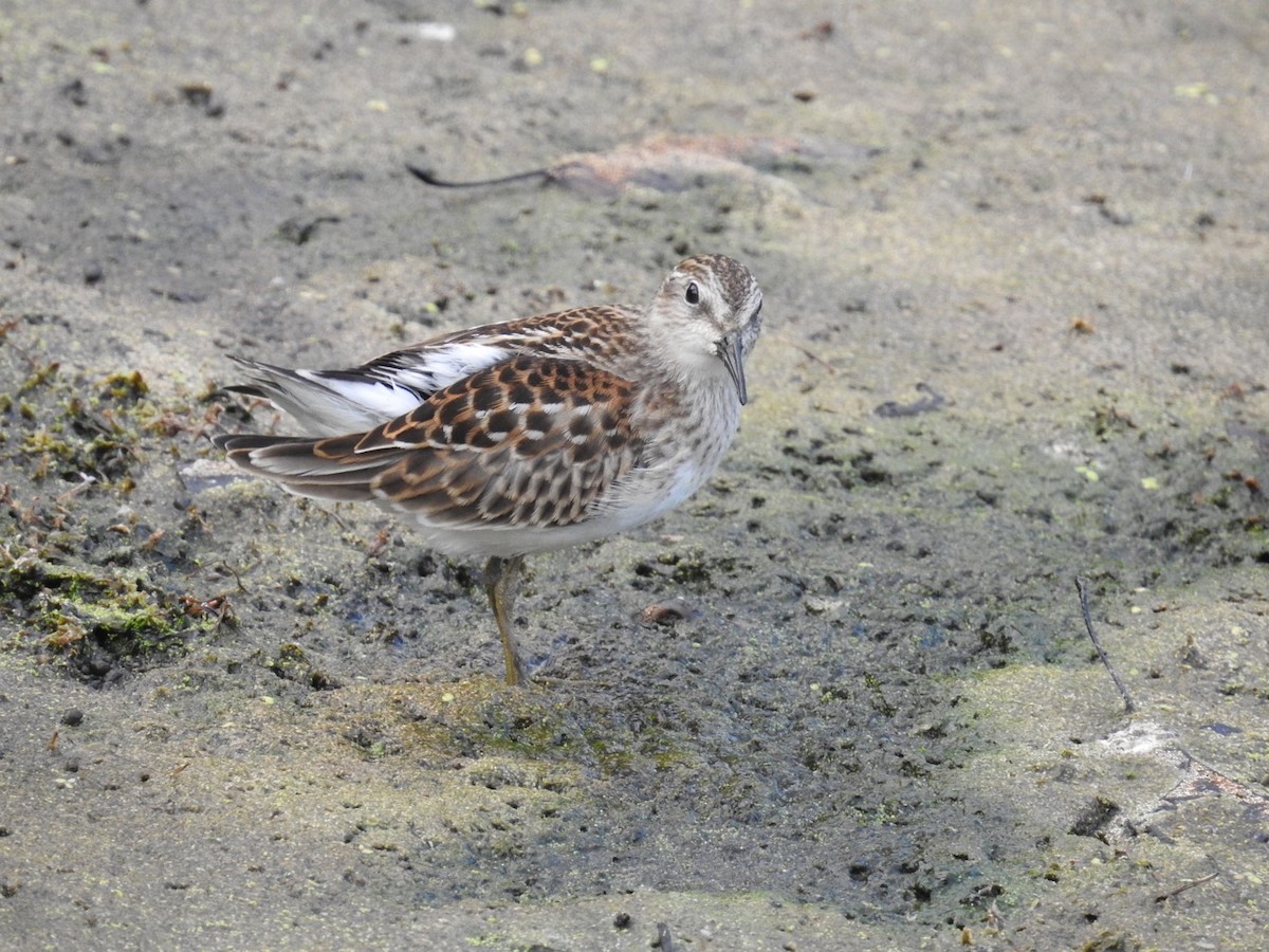 Wiesenstrandläufer - ML475947091