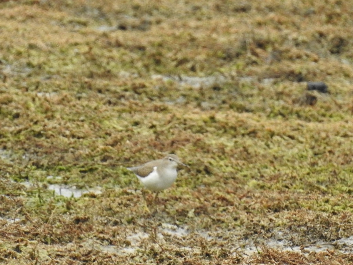 Spotted Sandpiper - ML475947111