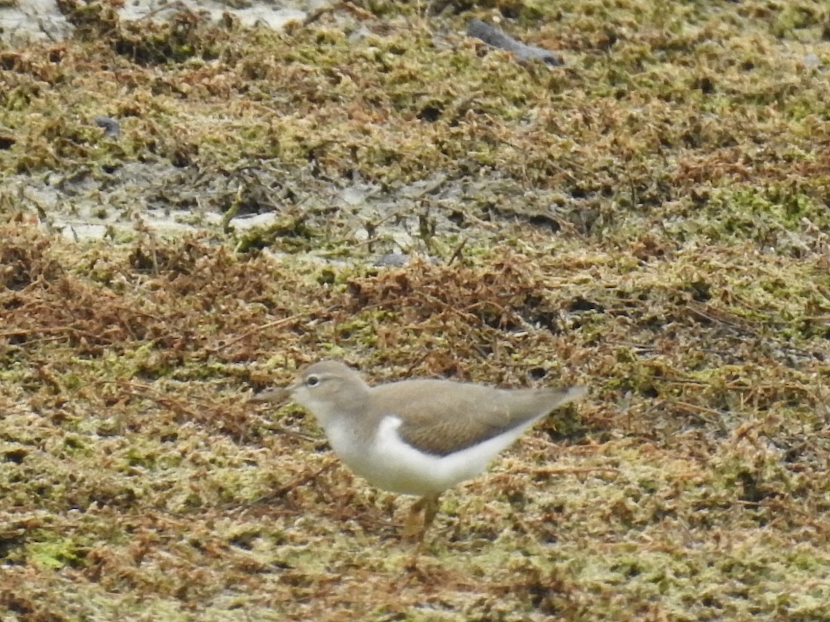 Spotted Sandpiper - ML475947121