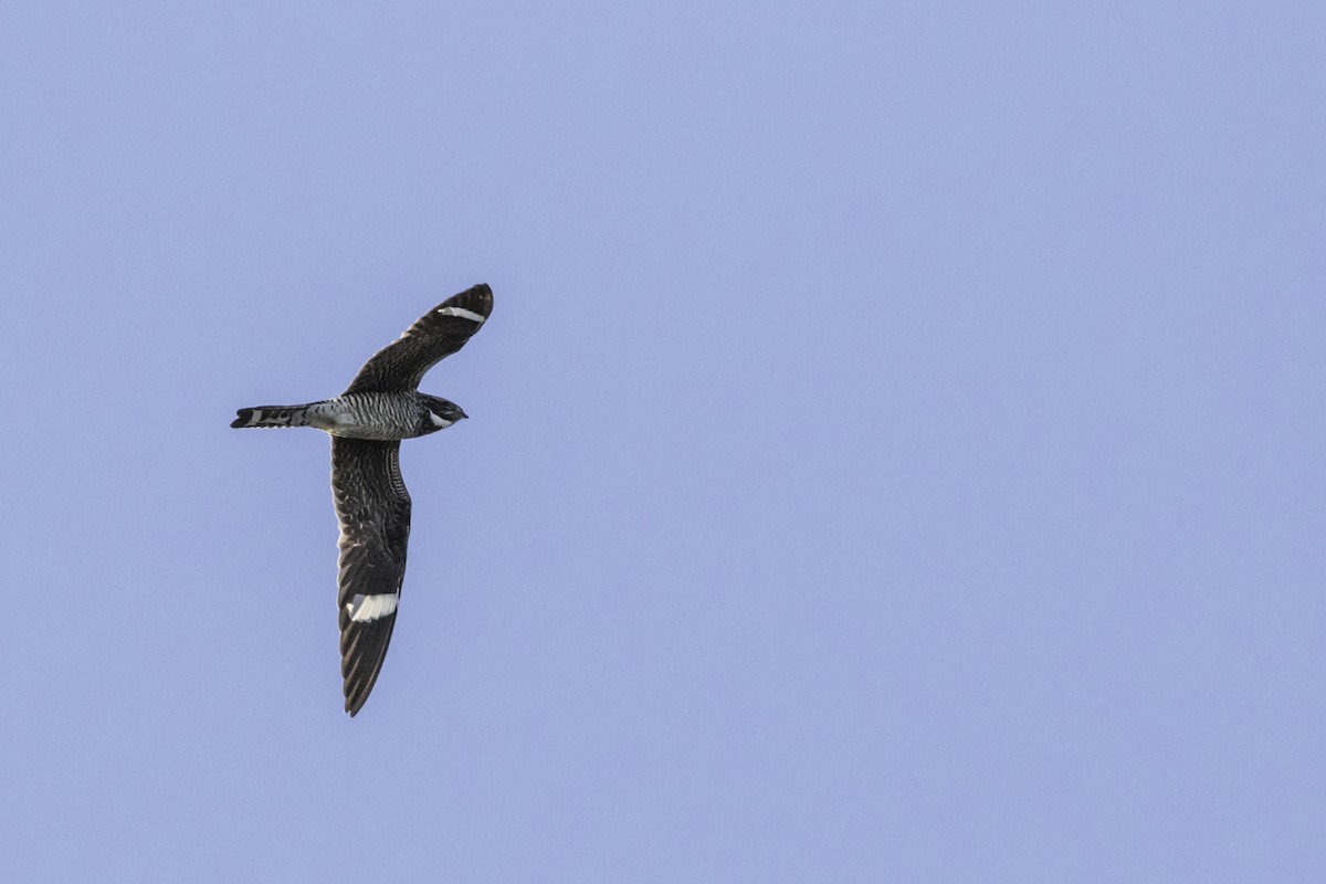 Common Nighthawk - ML475947151