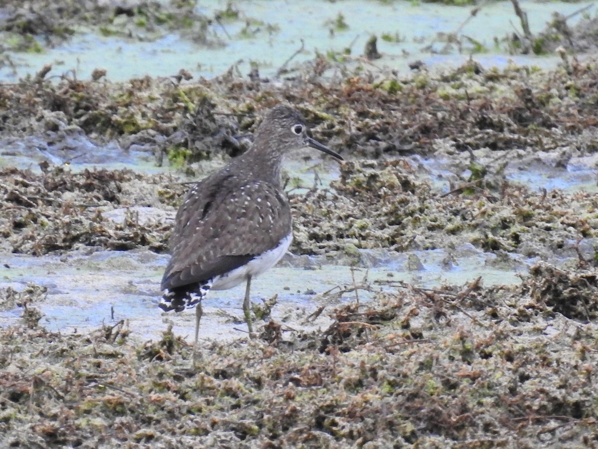 Solitary Sandpiper - ML475947191