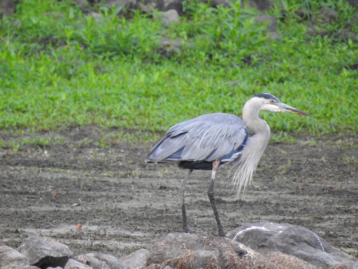 Great Blue Heron - ML475947291