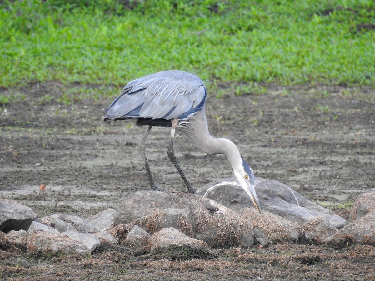 Great Blue Heron - ML475947311