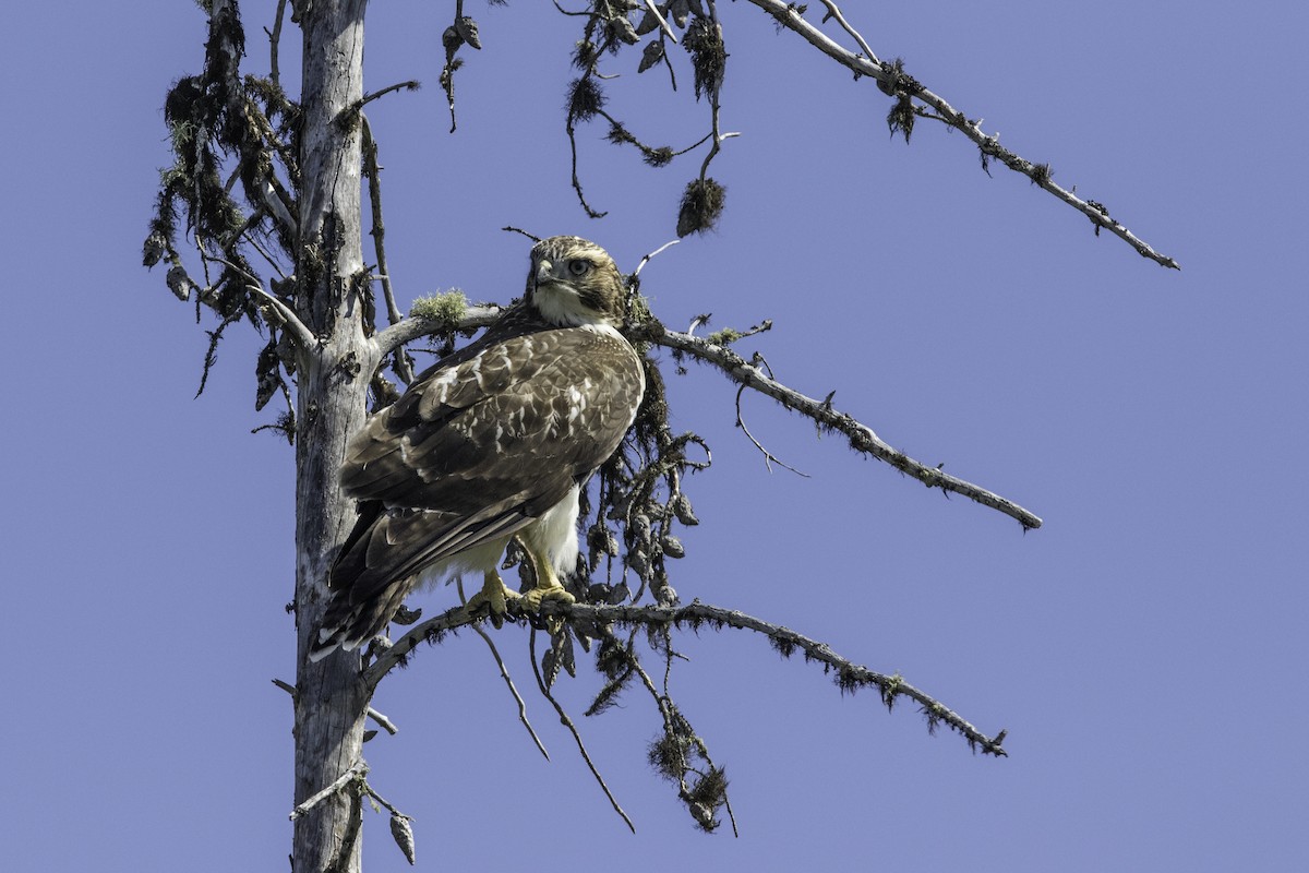 Red-tailed Hawk - Louis Brodeur