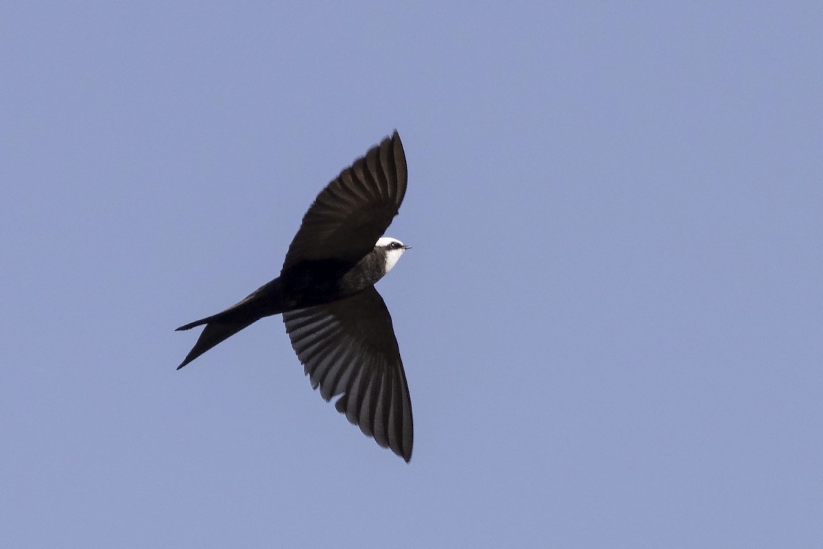 Golondrina Cabeciblanca (albiceps) - ML475948411