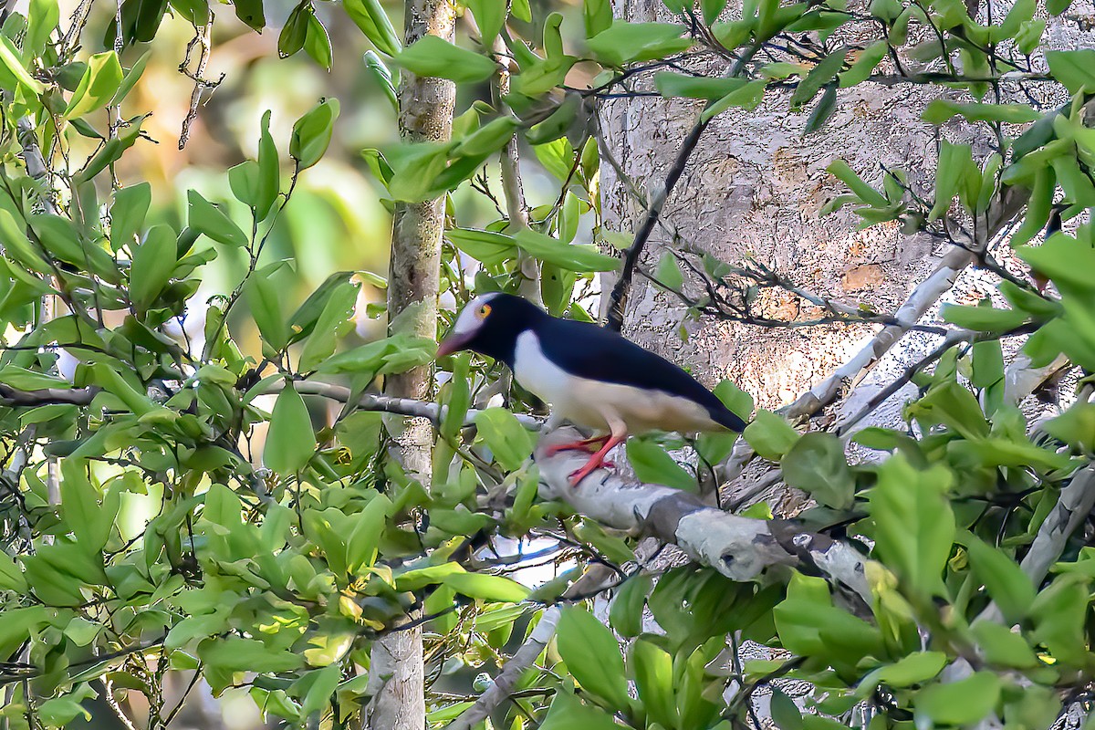 Red-billed Helmetshrike - ML475948441