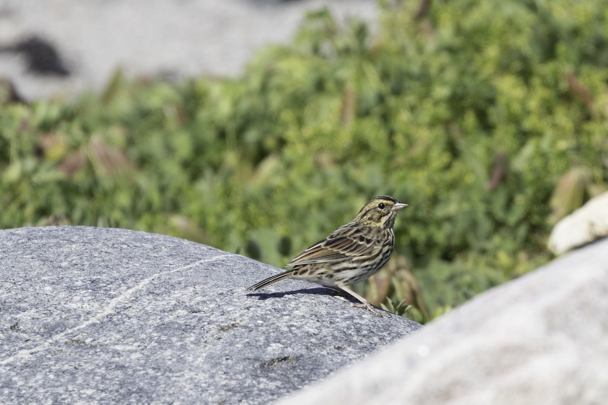 Savannah Sparrow - Louis Brodeur