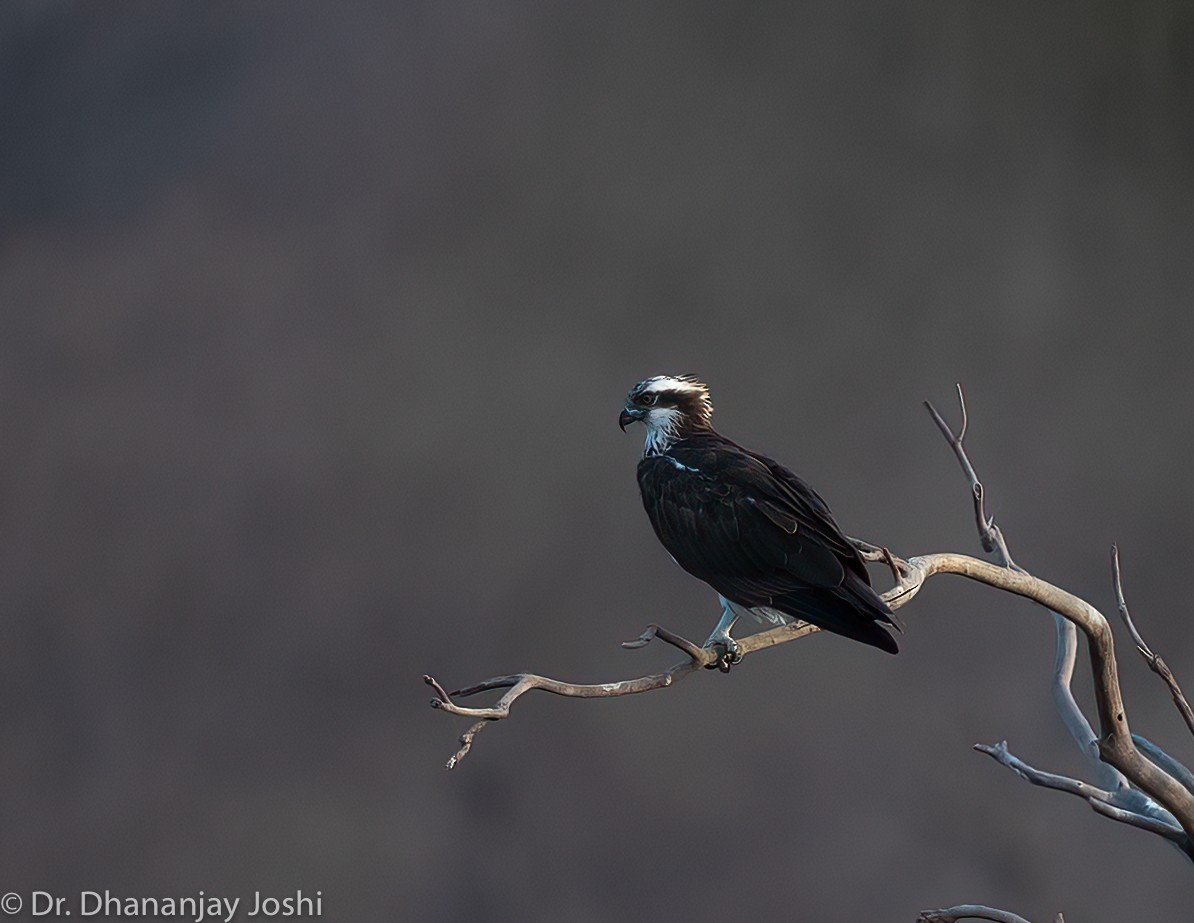 Águila Pescadora - ML475949671