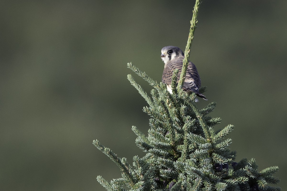 American Kestrel - Louis Brodeur