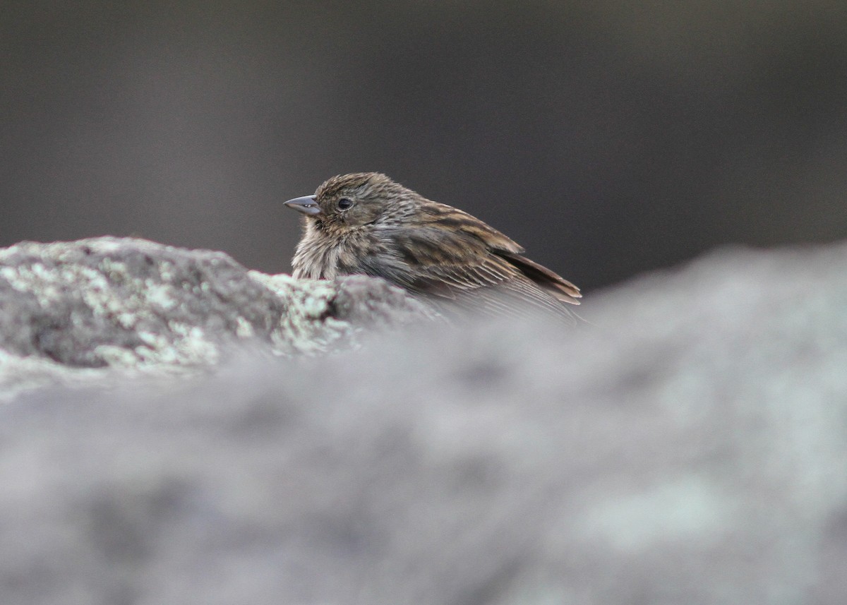 Plumbeous Sierra Finch - ML475950981