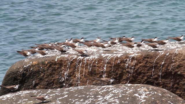 Bridled Tern - ML475951