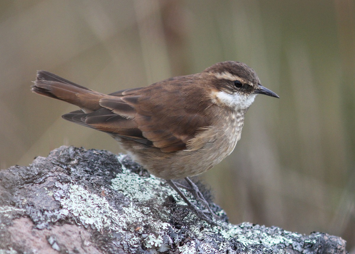 Chestnut-winged Cinclodes - ML475951071