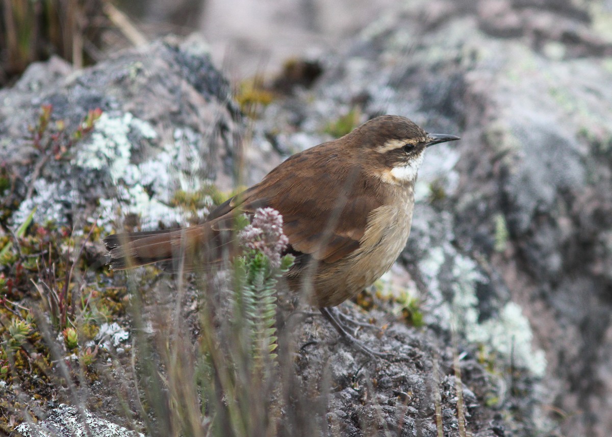 Chestnut-winged Cinclodes - ML475951091