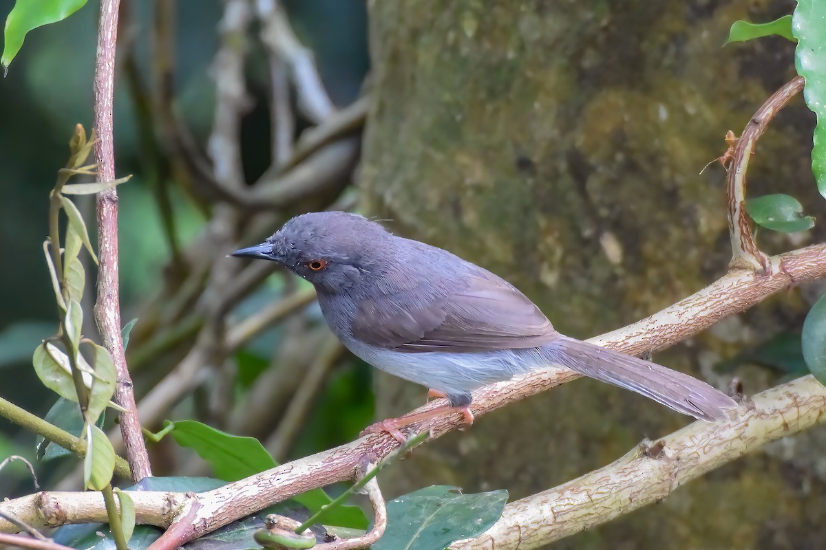 Sharpe's Apalis - Giuseppe Citino