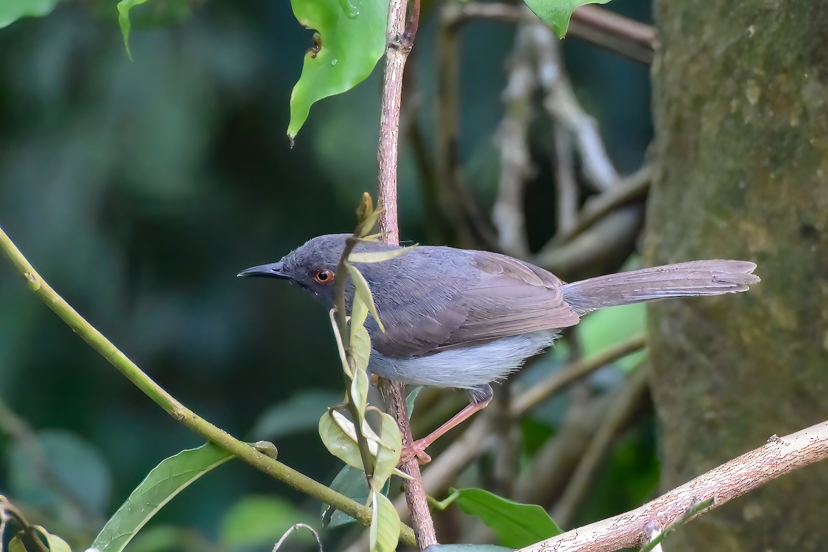 Sharpe's Apalis - Giuseppe Citino