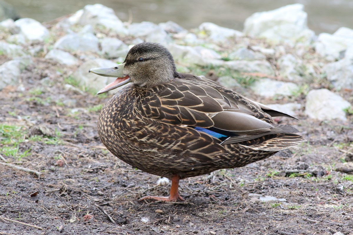 Mallard x American Black Duck (hybrid) - Michael O'Brien