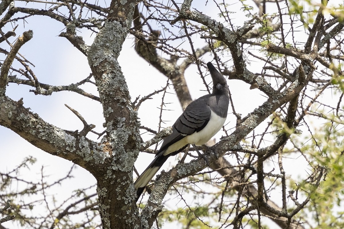 White-bellied Go-away-bird - ML475951461