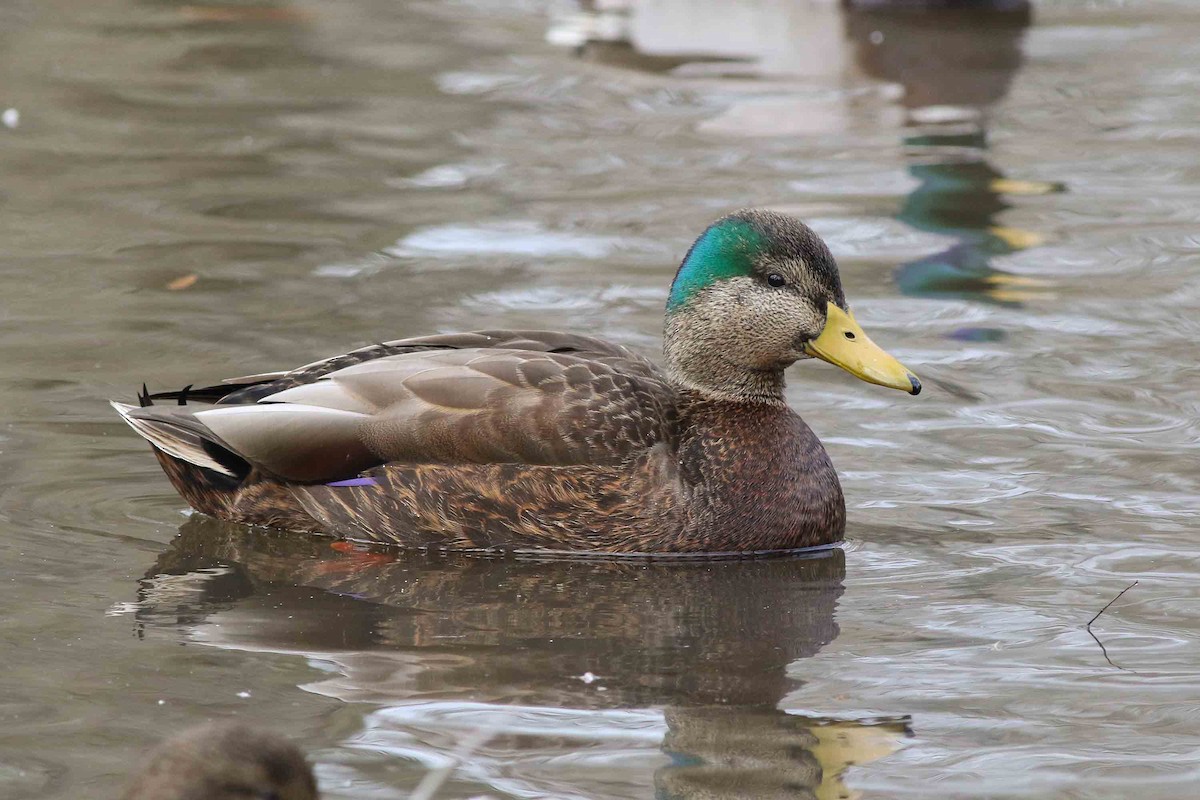 Mallard x American Black Duck (hybrid) - Michael O'Brien