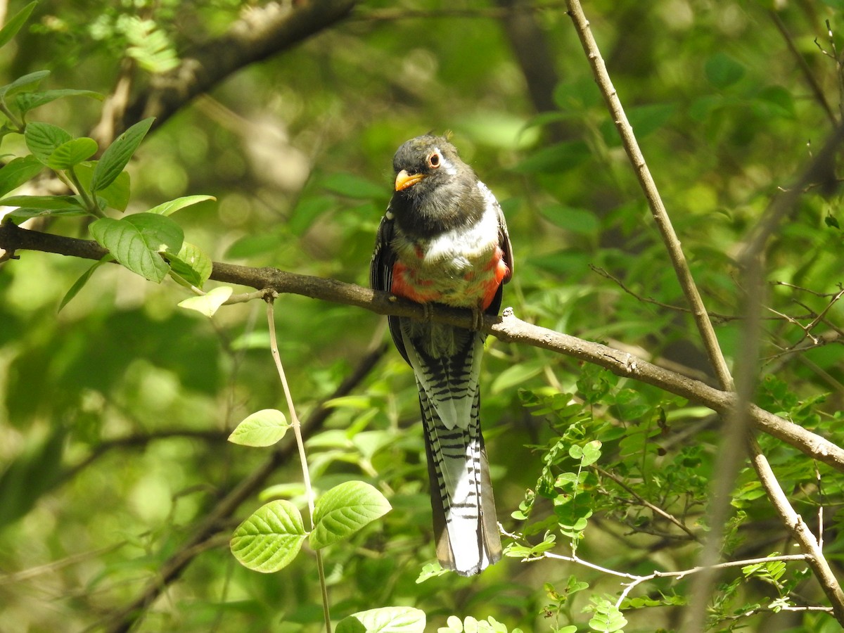 trogon krásný [skupina ambiguus] - ML475953111