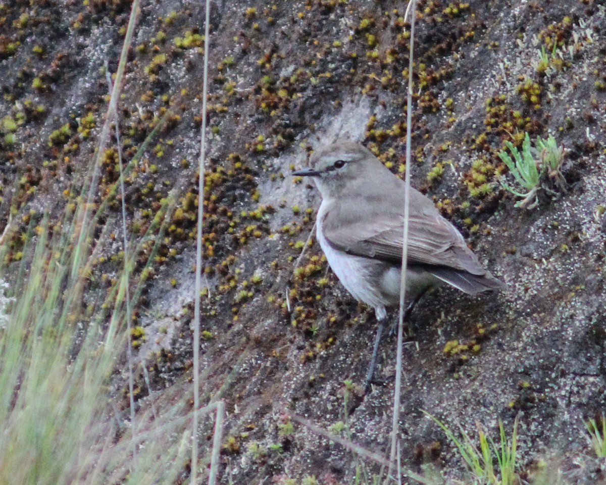 Plain-capped Ground-Tyrant - ML475955151