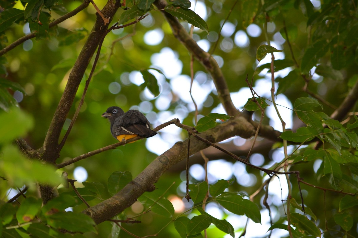 Green-backed Trogon - ML475955291