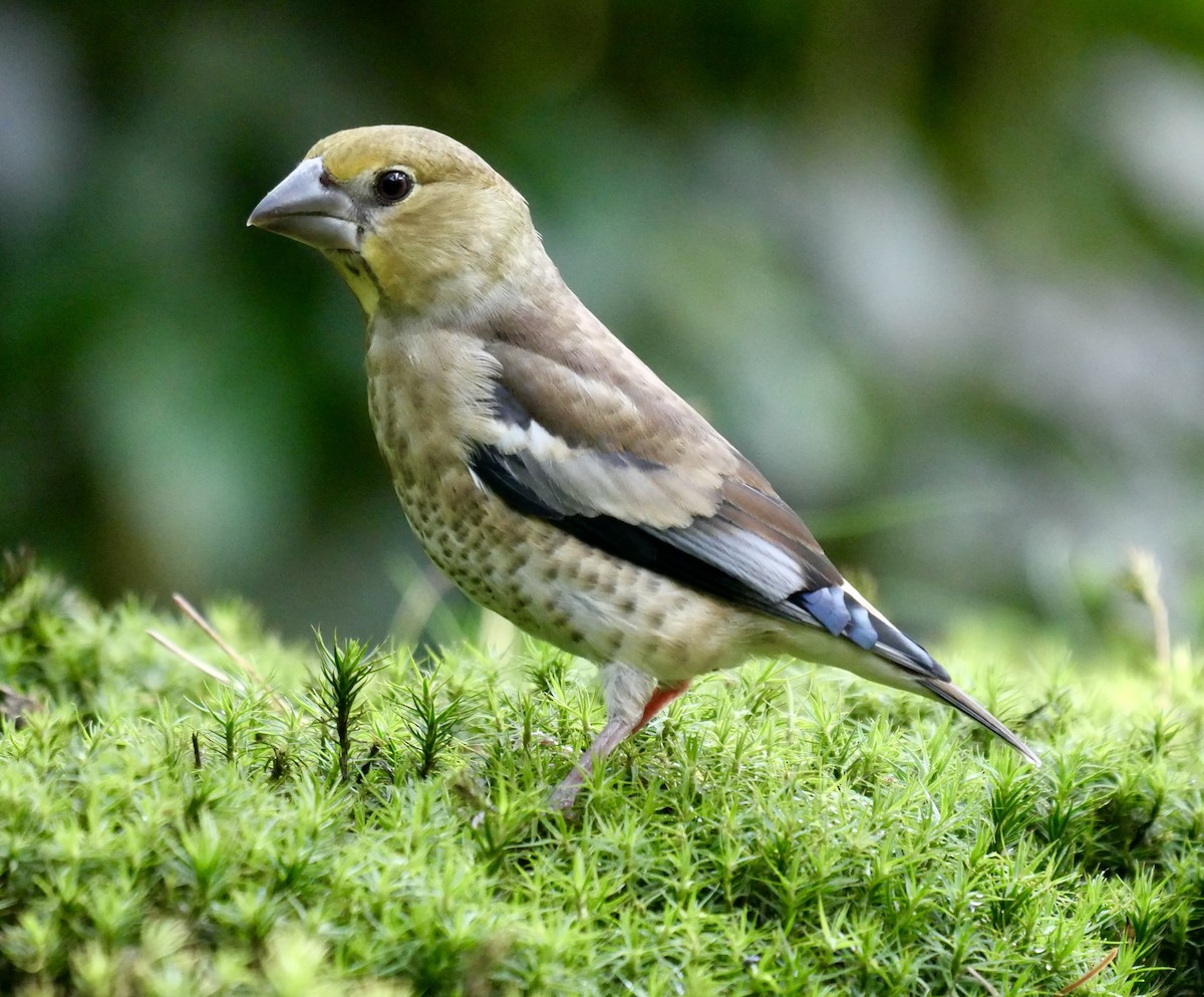 Hawfinch - ML475955971