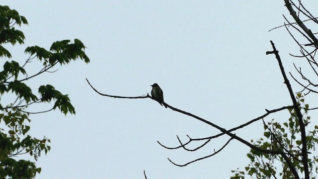 Olive-sided Flycatcher - ML475956001