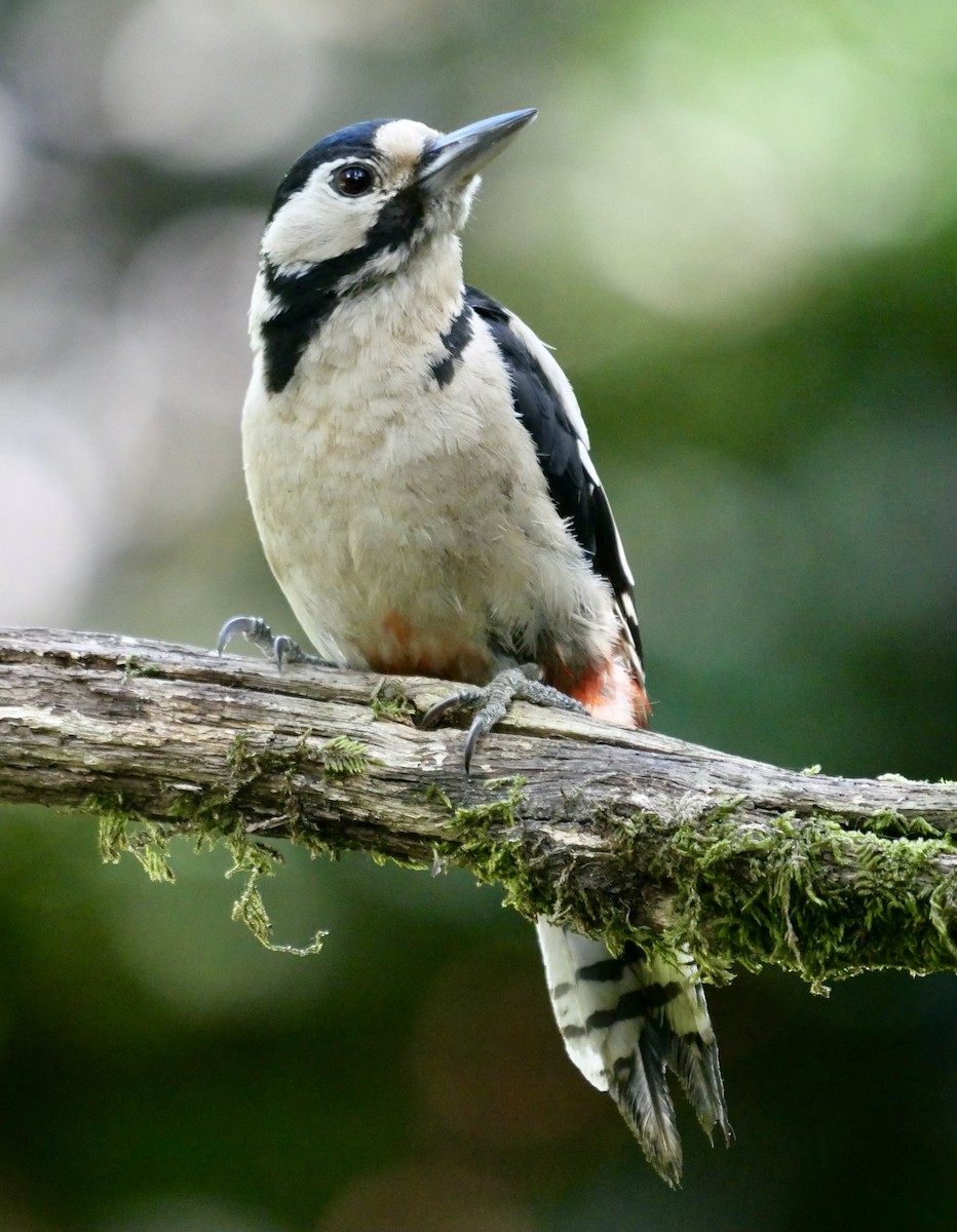 Great Spotted Woodpecker - ML475956091