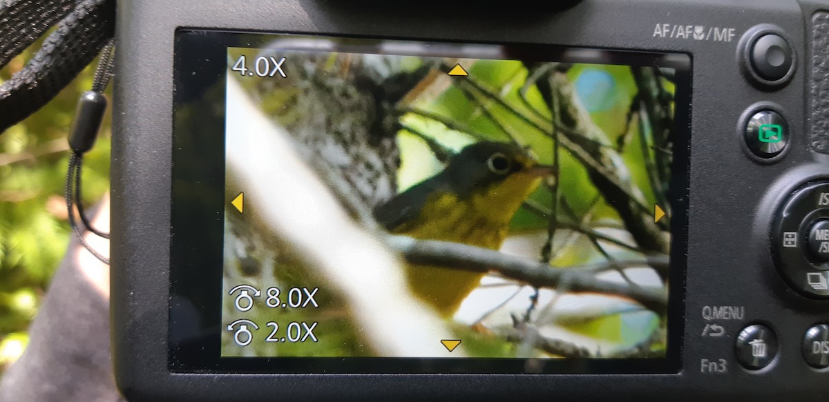 Canada Warbler - ML475956771