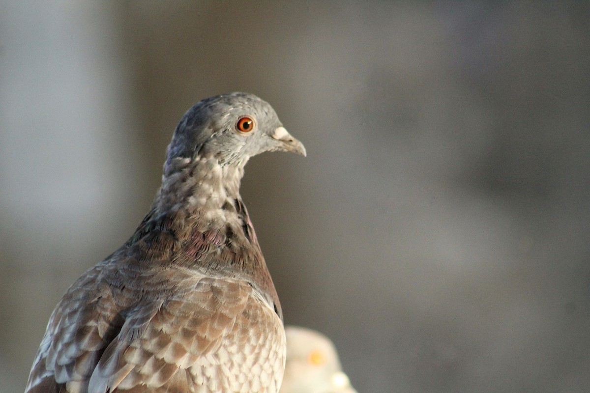 Rock Pigeon (Feral Pigeon) - ML475958201