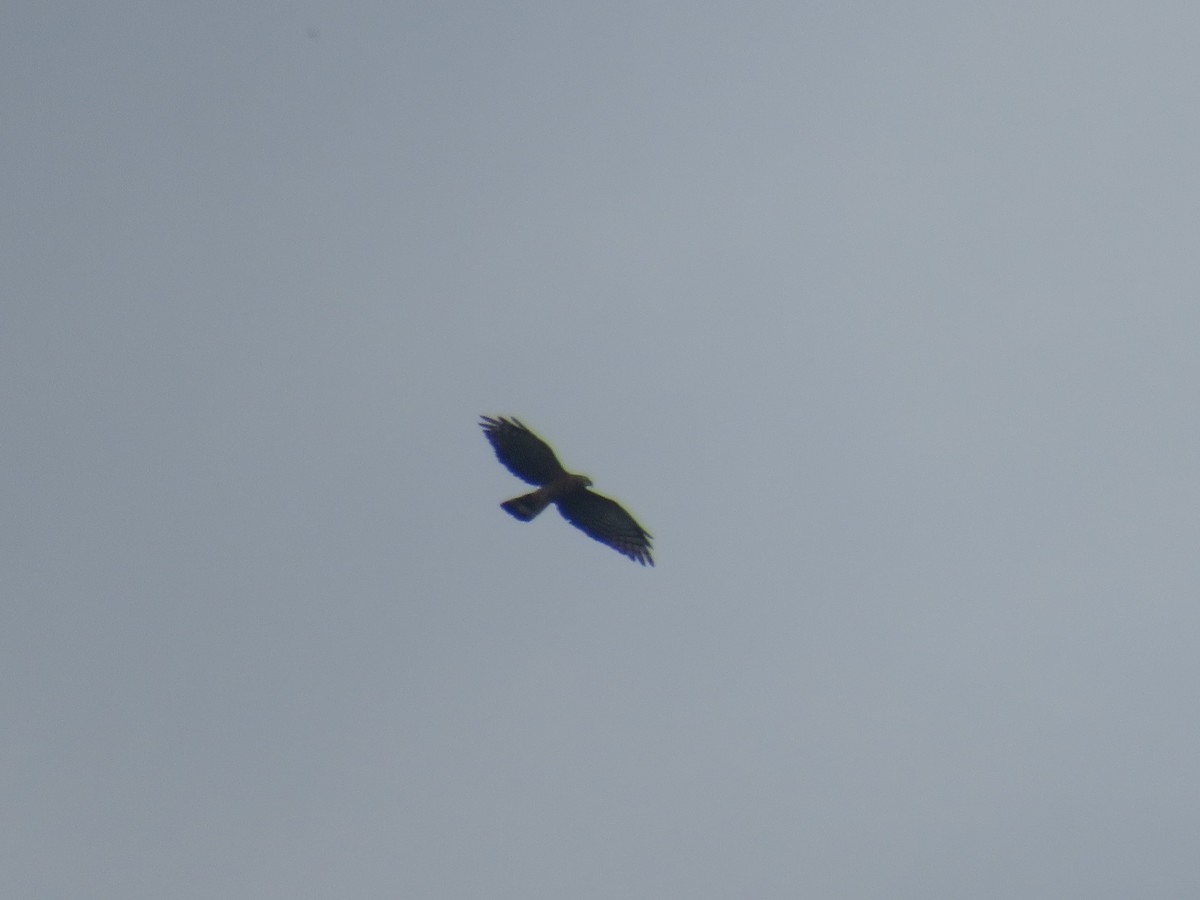 Hook-billed Kite - ML475958851