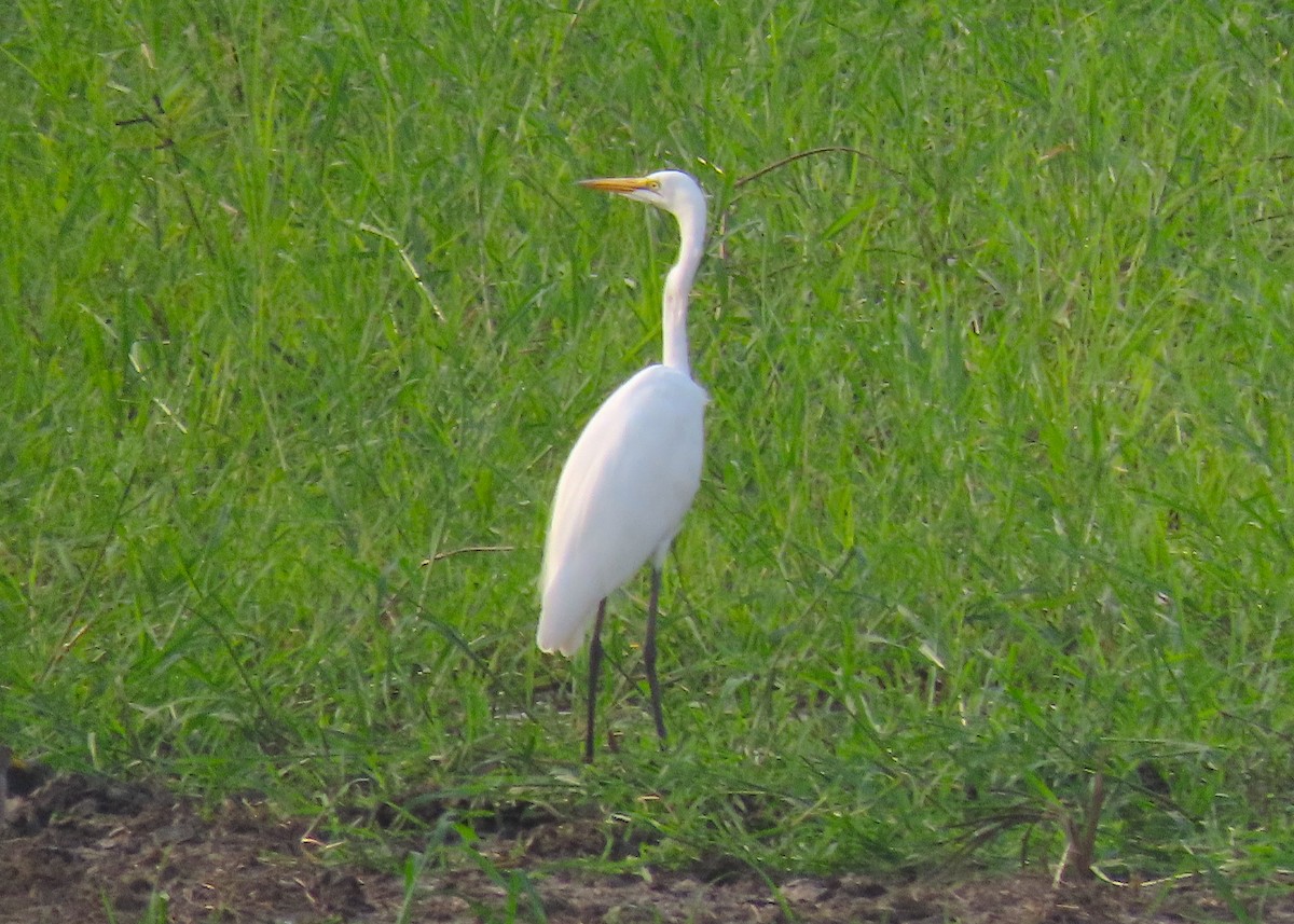 Great Egret - ML475958901