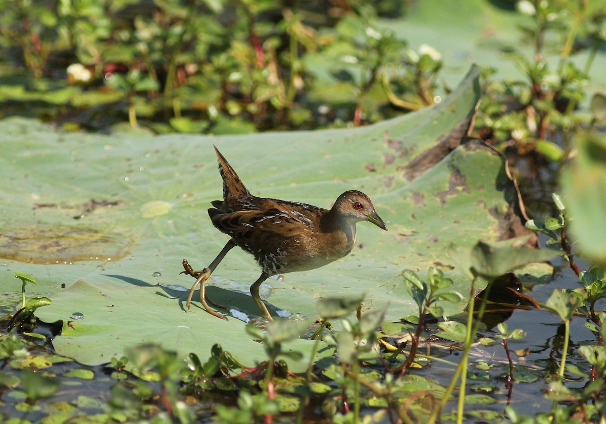 Baillon's Crake - ML47596021