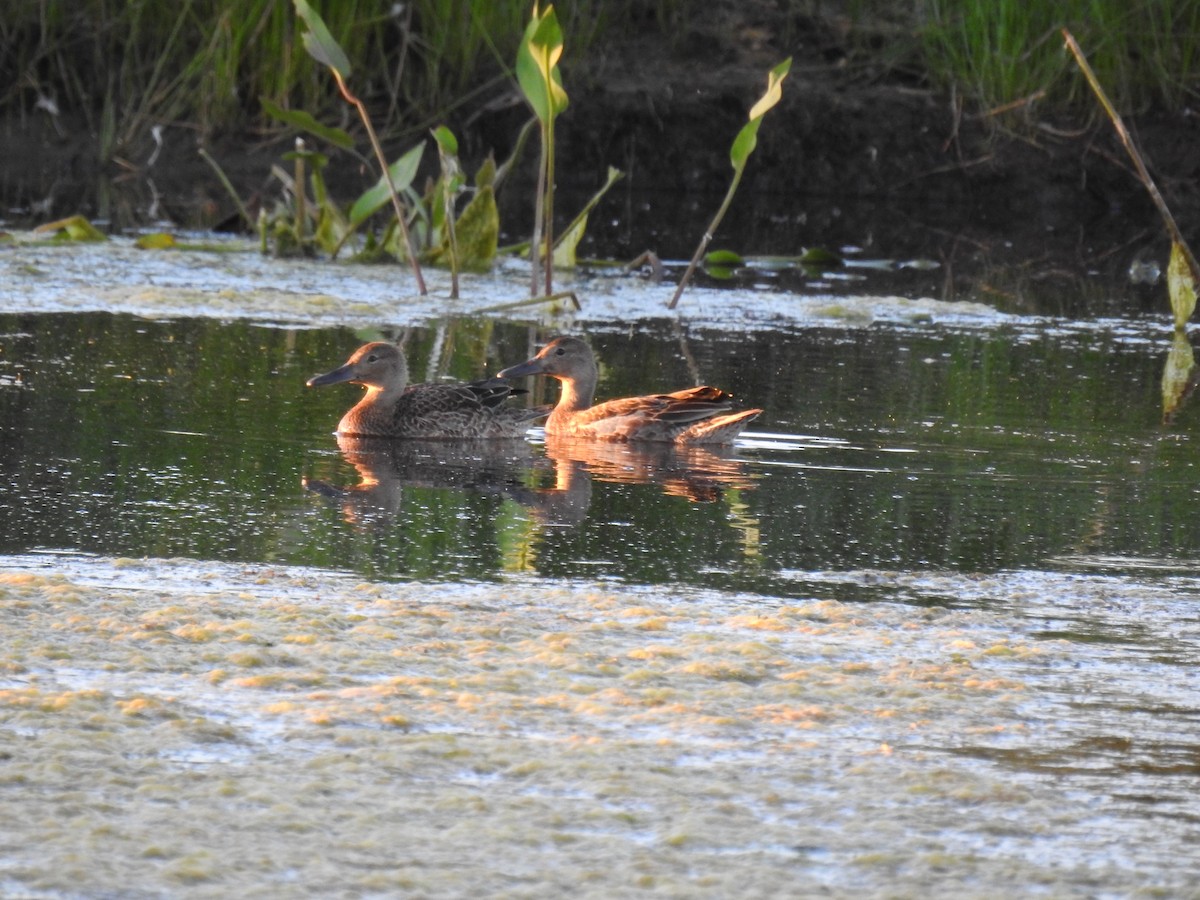 Cinnamon Teal - ML475960571