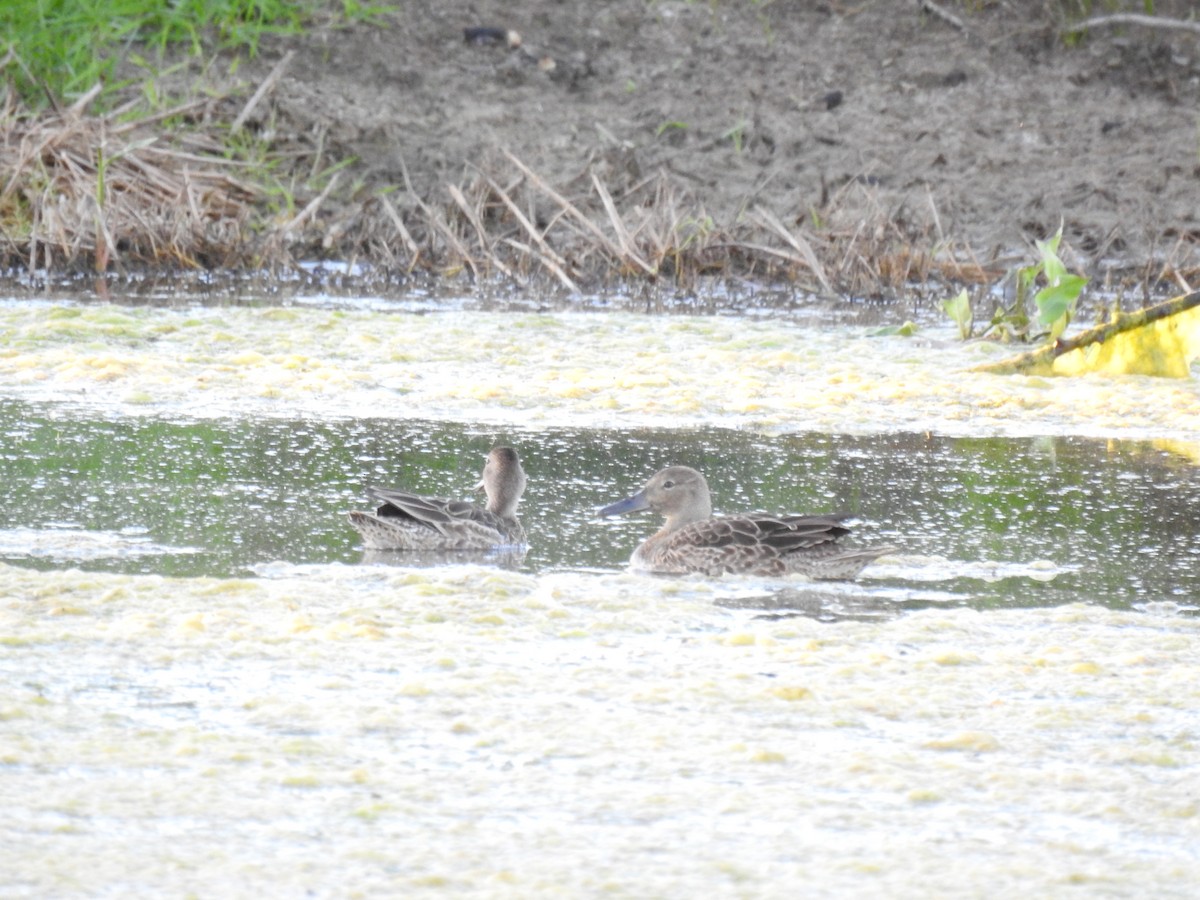 Cinnamon Teal - ML475960591