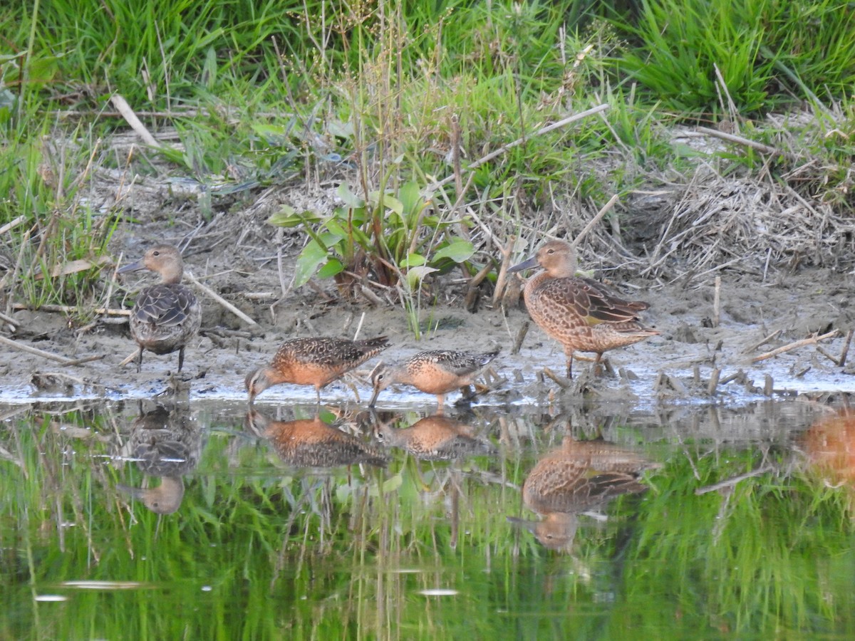 Cinnamon Teal - ML475960671