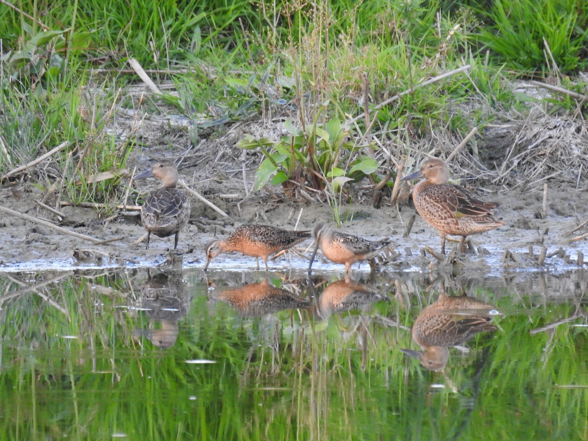 Long-billed Dowitcher - ML475960751