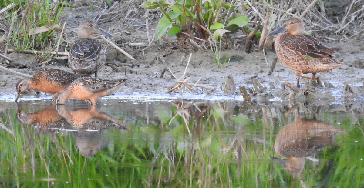 Long-billed Dowitcher - ML475960871