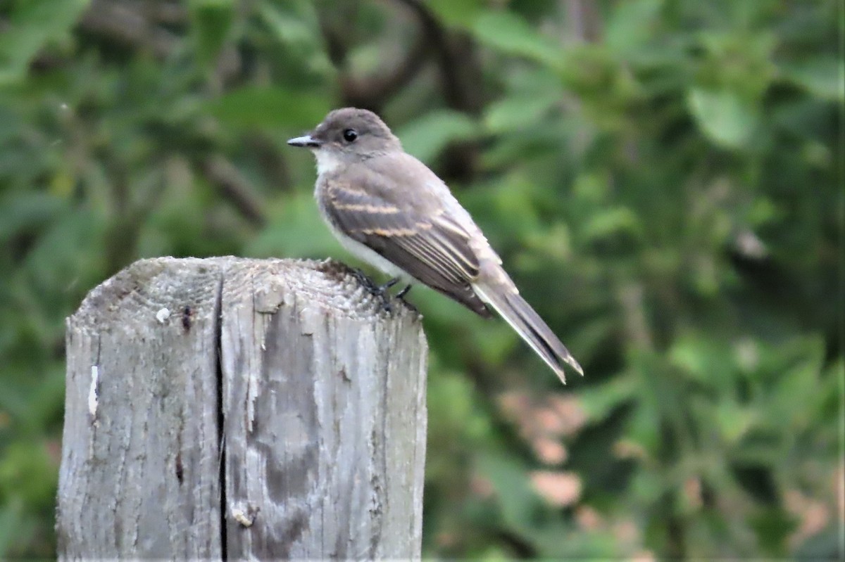 Eastern Phoebe - ML475961041