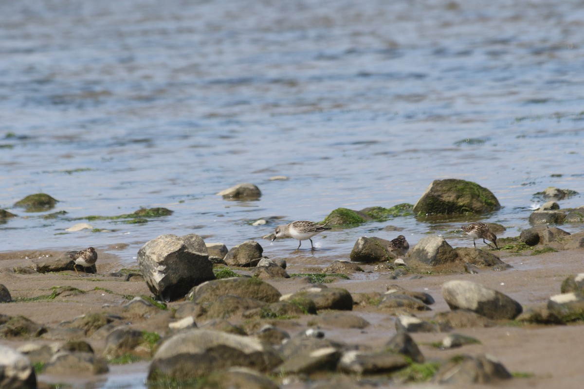 Semipalmated Sandpiper - ML475961451