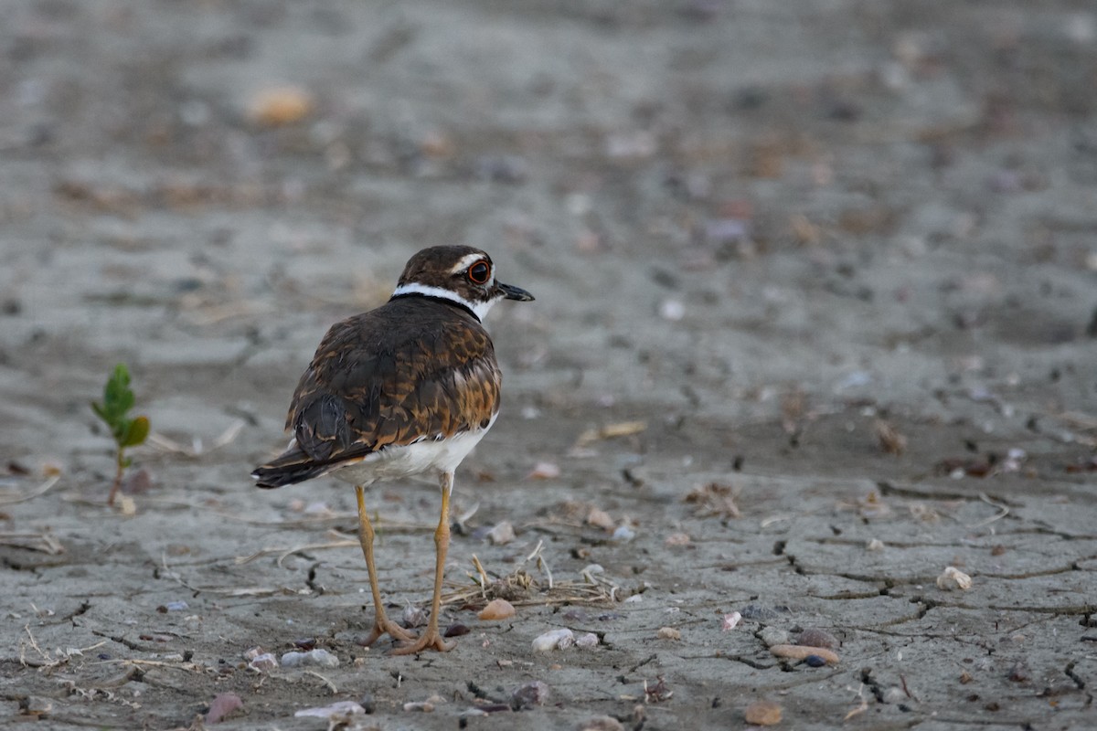 Killdeer - ML475961921